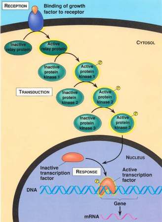 Steroid hormone signalling model